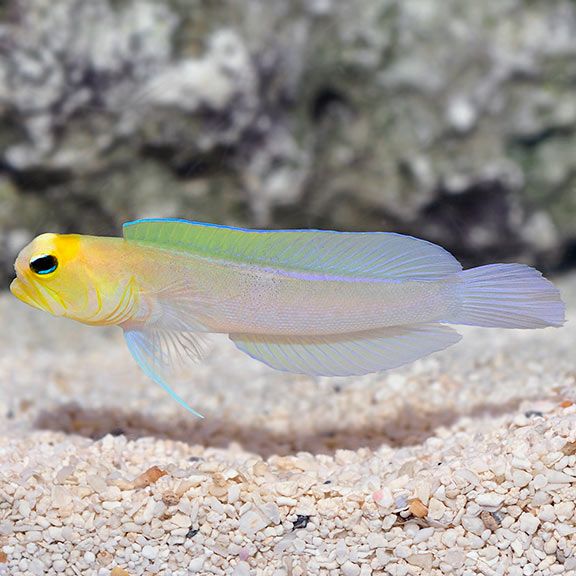 natural77384672's tweet photo. Yellowhead Jawfish https://t.co/vbjEOm0Vdi