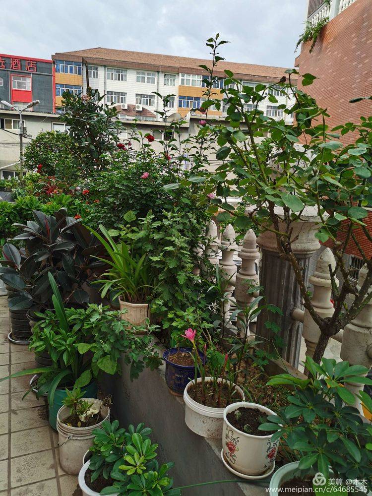 LorbaxH's tweet photo. Hey neighbors! We’re having a little front porch plant swap this Sat 2-4pm by the oak tree—bring a cutting/extra potted plant you don’t need, grab something new, and say hi! No fancy rules, just good vibes. https://t.co/UNAUAqG5VN