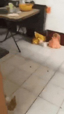 Nekocity8082's tweet photo. @FabledHeroVT Im your biggest hate watcher rat, im waiting for you to fall for my trap https://t.co/nUD4qvrk3j