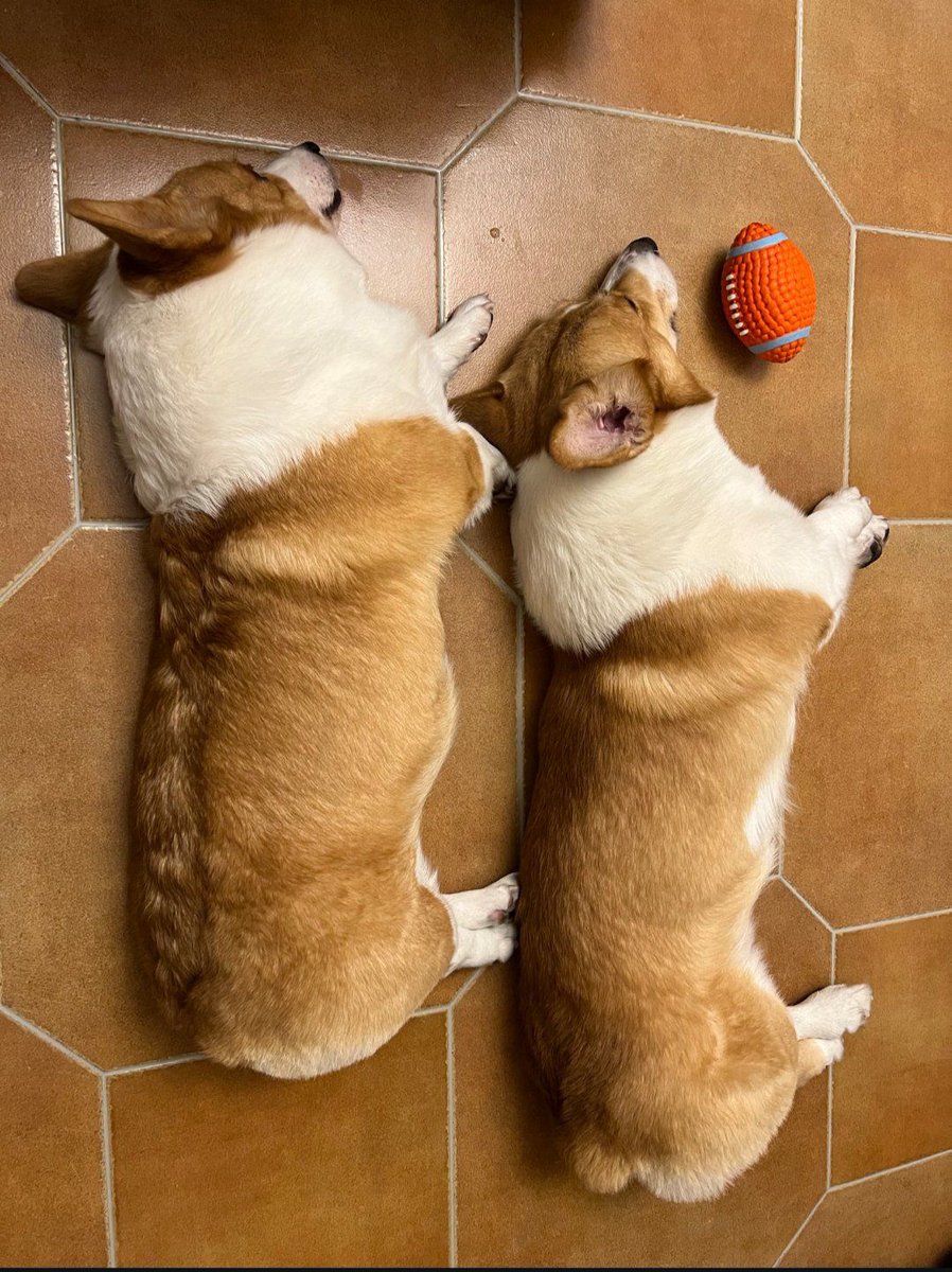 DanielTobing19's tweet photo. My little furball turned 6 months old today—from a tiny wobbly pup chasing shadows to a snuggly companion who brings joy to every single day.  Can’t believe how fast they grow! https://t.co/p8VCeB3E4F