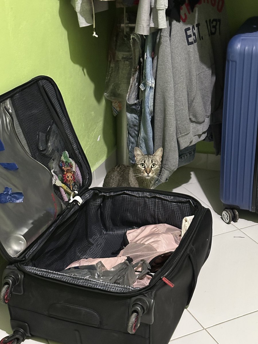 glasswrld's tweet photo. my cousins cat but we’re besties now https://t.co/ITD9A7HKdG