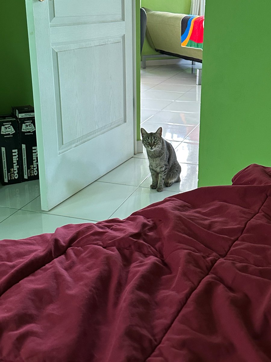 glasswrld's tweet photo. my cousins cat but we’re besties now https://t.co/ITD9A7HKdG