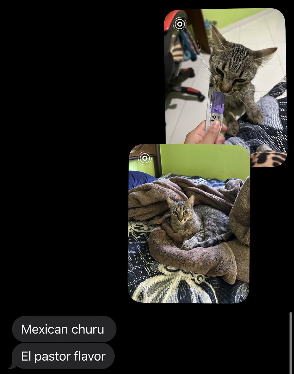 glasswrld's tweet photo. my cousins cat but we’re besties now https://t.co/ITD9A7HKdG