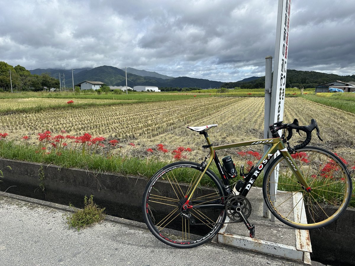 tommy_FONDRIEST's tweet photo. 嫁が亀岡緑化フェスタの現地からお弁当忘れたとTELがあったので届けに行くのに久しぶりにIDOL出動。現地まで激混みだったので自転車で正解🙆‍♂️しかしもう現代のエントリーバイクでも勝てる気がしない。15年も経ったら骨董品だね〜(笑) https://t.co/5tvWkqHox9