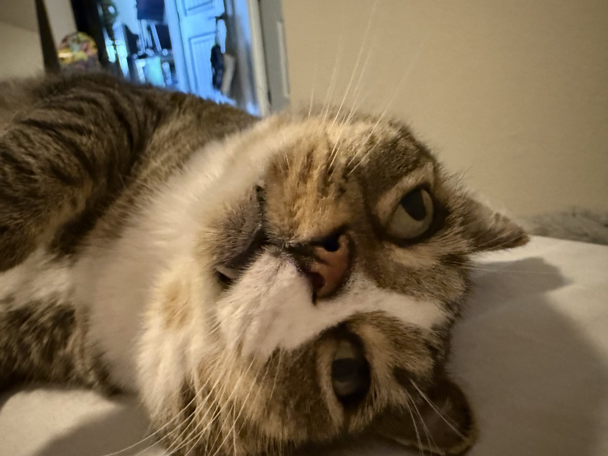 jayedtx's tweet photo. 1st pic: pre-neuter (5 years old)

rest of pics: post-neuter (7 years old)

stop doomposting. https://t.co/UyFmbuMQj6