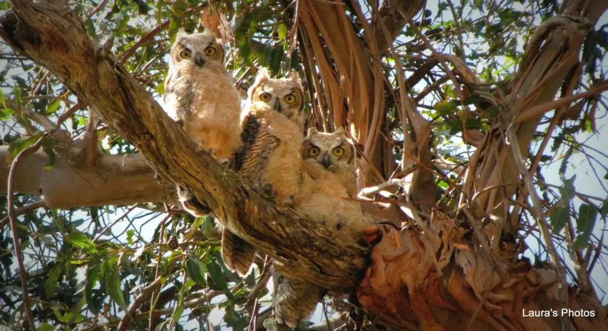 lmarie40's tweet photo. @MandyLSimard What kind of owls are in your area? There's a pair of great horned owls that have lived in our eucalyptus trees for years. The babies are fascinating to watch as they learn all clumsily how to be owls. https://t.co/bAP9S8h5PJ