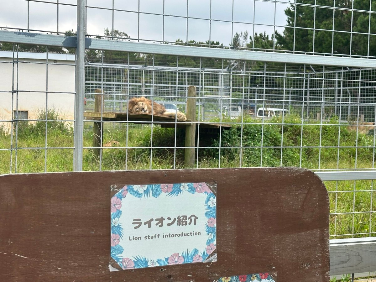 dee_okinawa's tweet photo. 【今日の沖縄】

2025年7月にオープンしたジャングリアの苦境が最近ニュースになっていますが、同年3月に国頭村にオープンした「やんばるライオン」のことも忘れないであげてください（普通に営業してました）。 https://t.co/tUhrgySwFU