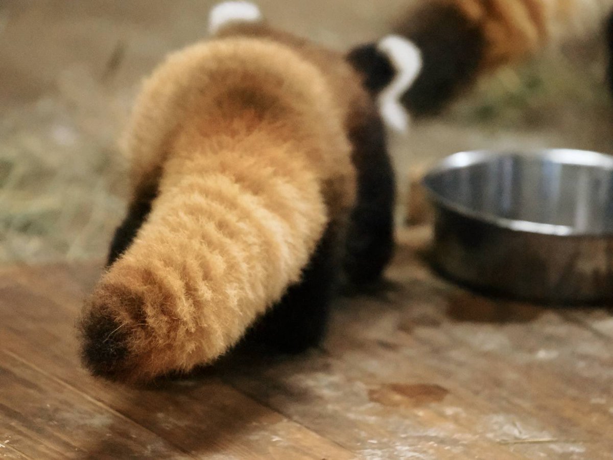 maroblaleolyn's tweet photo. 2026.9.20きのこくん②
おしっぽ、ふとましくてかわいい https://t.co/U9hXjozqC2