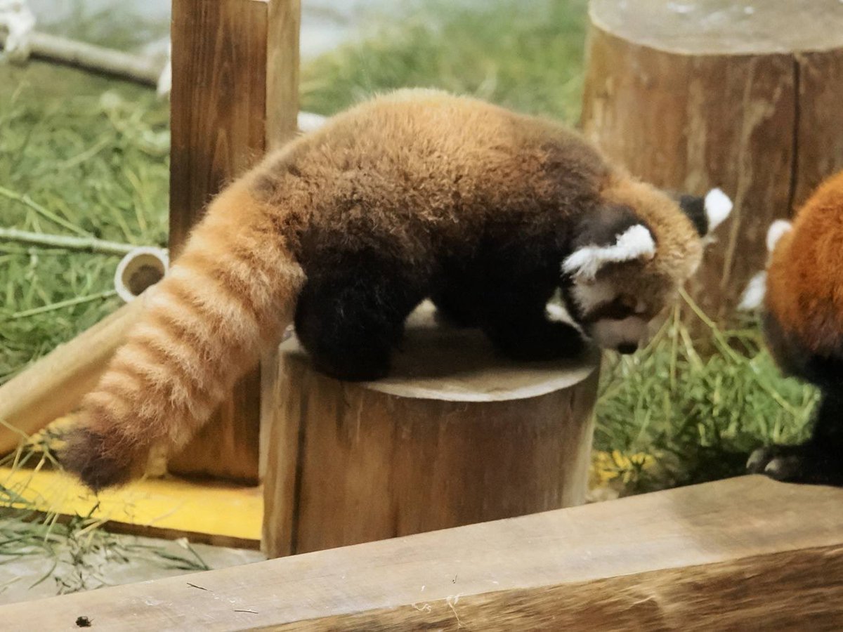 maroblaleolyn's tweet photo. 2026.9.20きのこくん②
おしっぽ、ふとましくてかわいい https://t.co/U9hXjozqC2