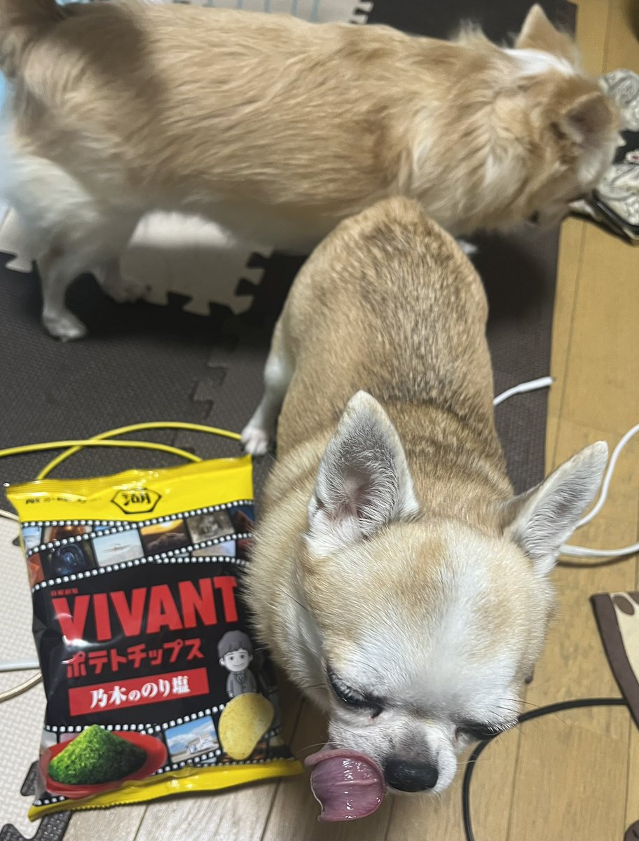 bauken3's tweet photo. ジャケ買い🐾🐶 https://t.co/BA0BfaDbgm