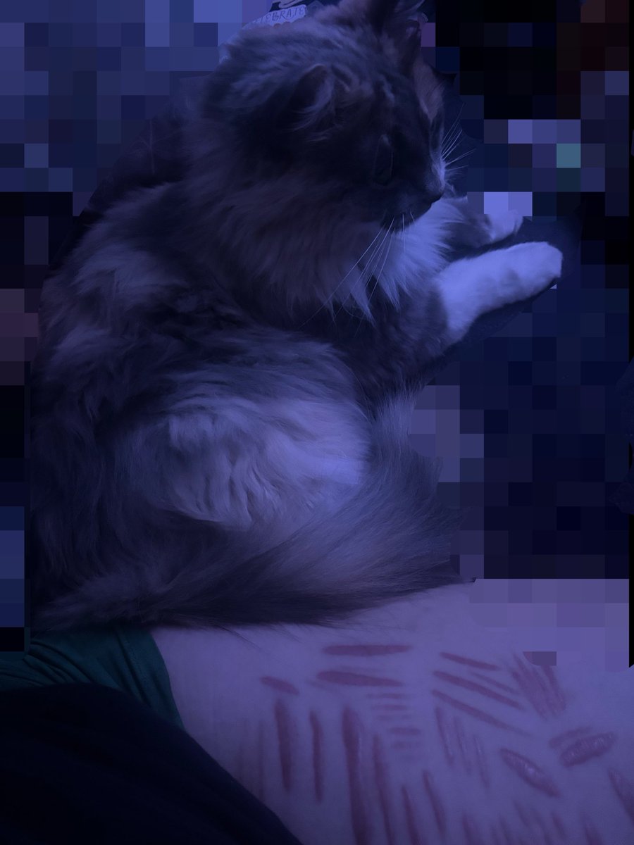 thefoxisgone's tweet photo. I don’t cůt around my cat, guess who decided to lay right next to me https://t.co/tl5jrJV7Sn