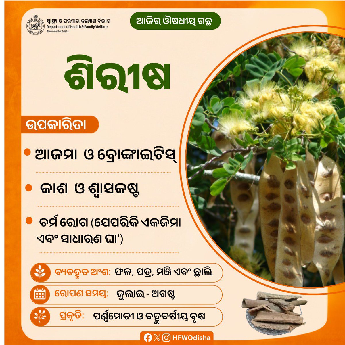 HFWOdisha's tweet photo. ଶିରୀଷ ବୃକ୍ଷ ଆଜମା, ବ୍ରୋଙ୍କାଇଟିସ୍‌, କାଶ, ଶ୍ୱାସକଷ୍ଟ ଏବଂ ବିଭିନ୍ନ ଚର୍ମ ରୋଗ ଦୂର କରିବାରେ ବହୁତ ଉପକାରୀ।
ପ୍ରକୃତି ସହ ଯୋଡ଼ି ହୁଅନ୍ତୁ, ସୁସ୍ଥ ରୁହନ୍ତୁ!

#MedicinalPlants #AyurvedicPlant https://t.co/jA6DdBl7zZ