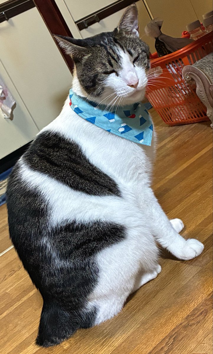 fuku06230's tweet photo. 呼んでんのにこの顔😑

 #猫がいる生活 
 #ねこかわいい https://t.co/ZTWBVXym3J