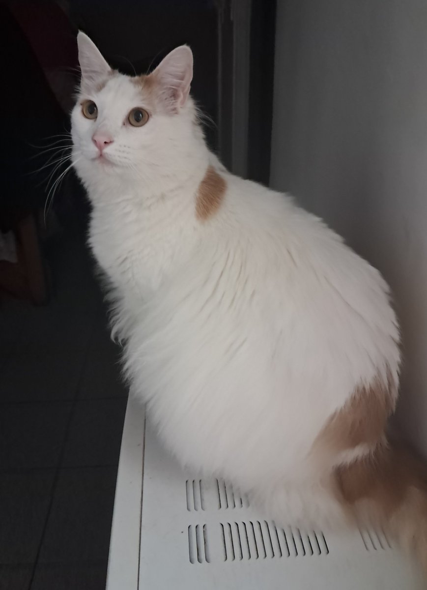 vulpixnal's tweet photo. Daily gato. https://t.co/0ZzGZpKyc4