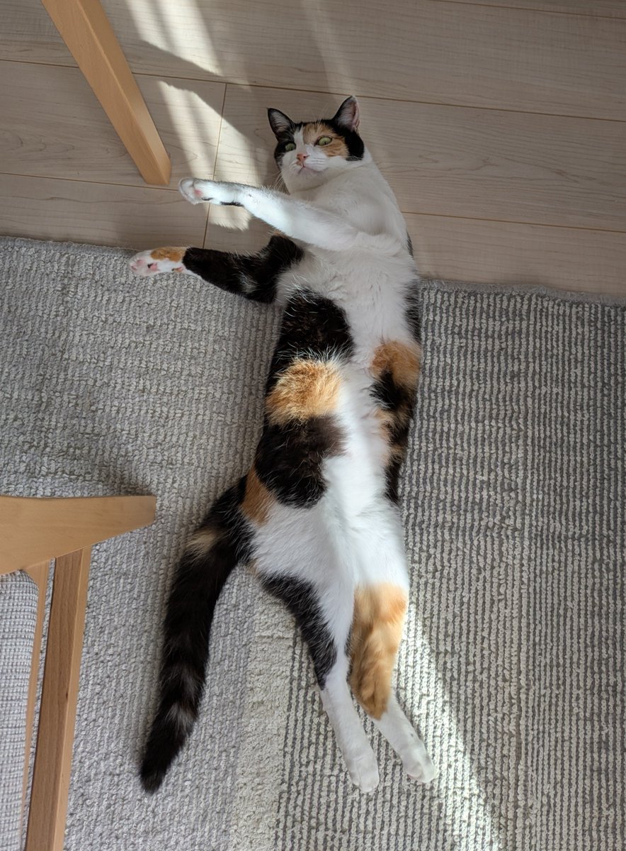 TNTM1210's tweet photo. 最近このポーズにハマっているらしい🐱

#三毛猫
#ねこのいる暮らし https://t.co/Lv5M7BzmYZ
