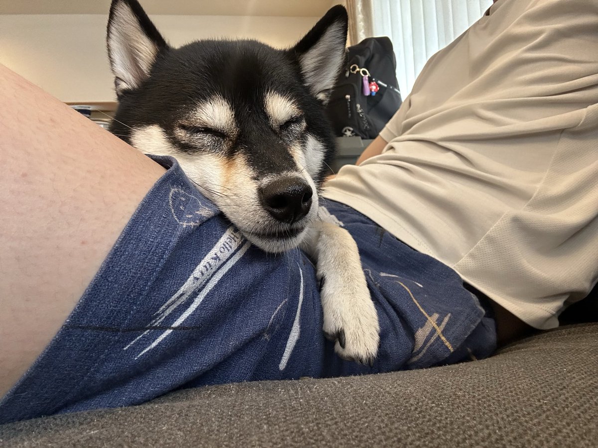 picanya's tweet photo. 犬が代わる代わる無限に寄ってくる https://t.co/c0oWZlQCJB