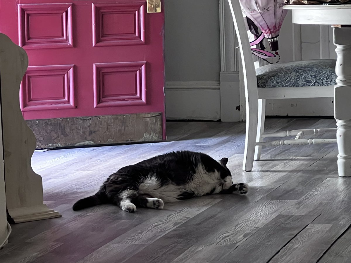 bobbykguyear's tweet photo. Boomer taking it easy. #cat #sunshine #tennessee https://t.co/AROD0qhaUM