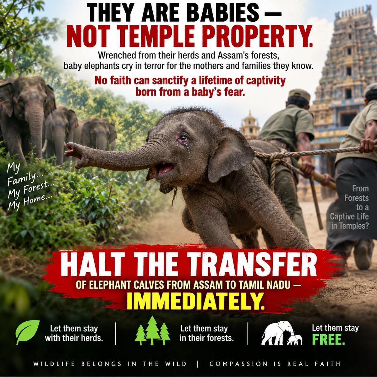 dogeshjantapart's tweet photo. This is not only about Durga. It is about every elephant.
Let Tamil wisdom guide us: no chains, no needless confinement, no treating elephants as religious property.
@PFCII @WildIndiaNews
#SaveDurga #WhyTheChains #NoElephantsInTemples #StopElephantCaptivity https://t.co/YIOmqk9qKi
