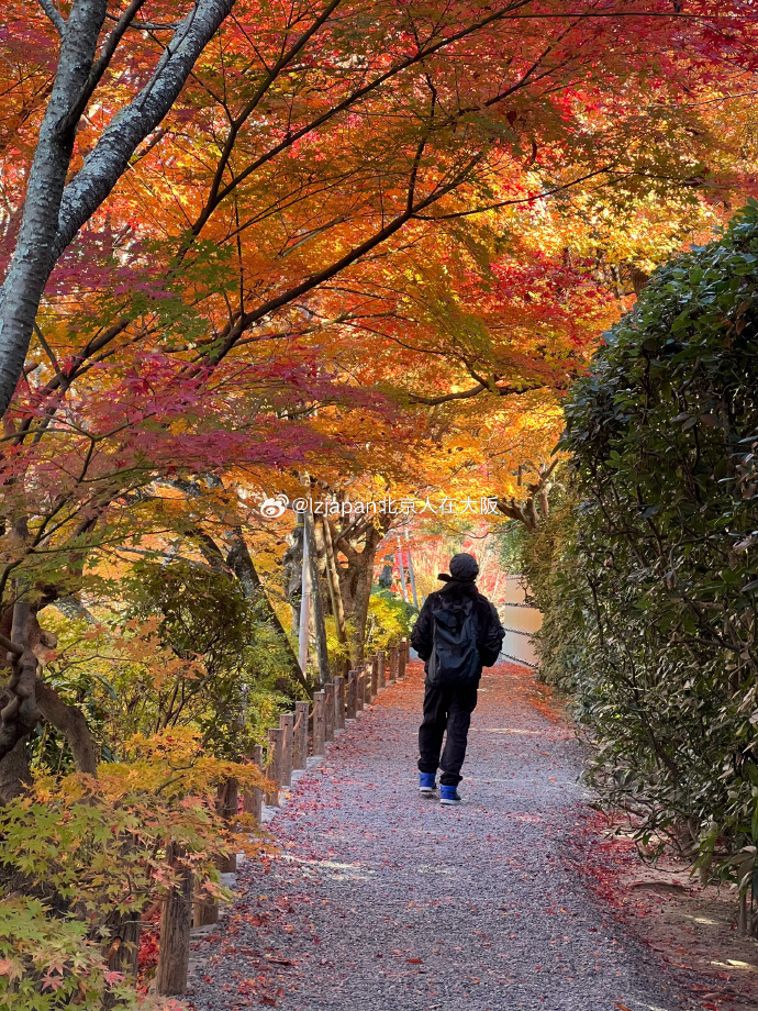 DesmondEllrgh's tweet photo. Just hiked up the hidden mountain trail in Kyoto, and the golden maple leaves fell right on my path—this quiet autumn moment is way better than any tourist spot.， https://t.co/tvlr7OhC0G