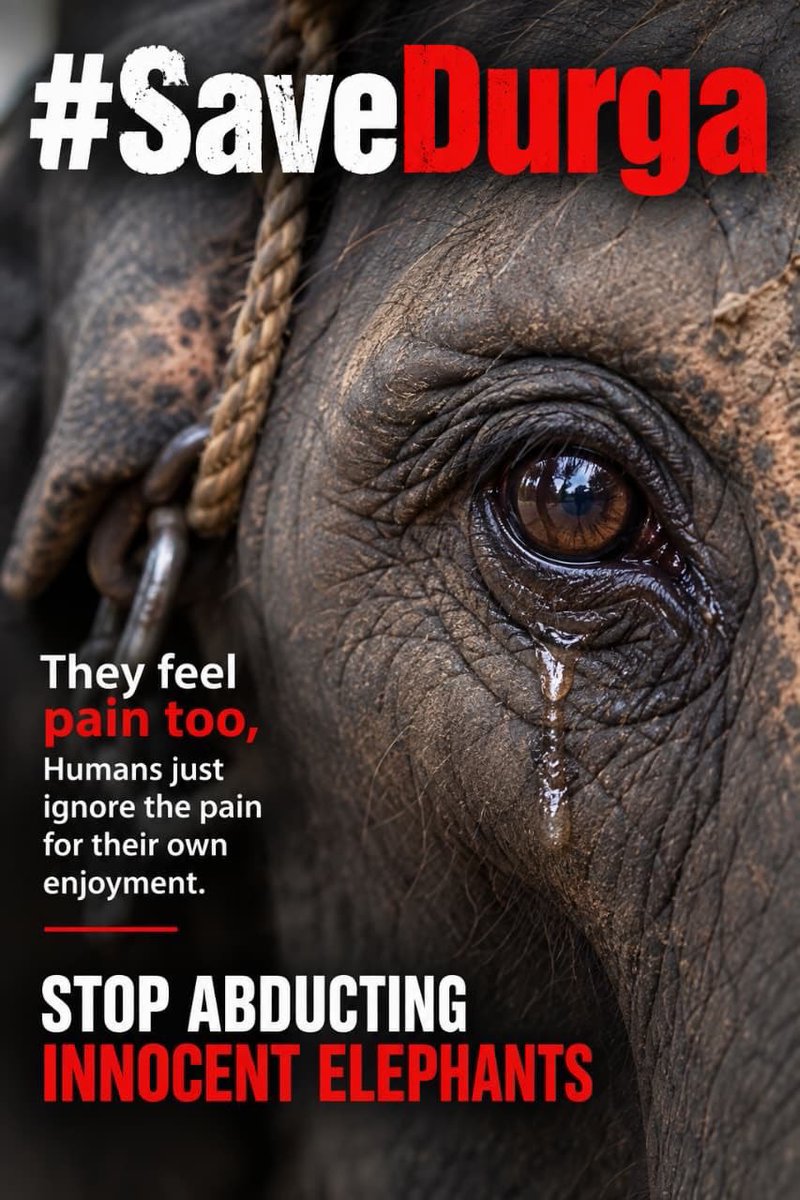 dogeshjantapart's tweet photo. A Mahabharata story describes Rishi Gautama caring for a young elephant as his own child.
Let that spirit of compassion guide us. Free Durga from captivity.
@shrutihaasan @RandeepHooda
#SaveDurga #WhyTheChains #NoElephantsInTemples #StopElephantCaptivity https://t.co/QjWwGrXGIM