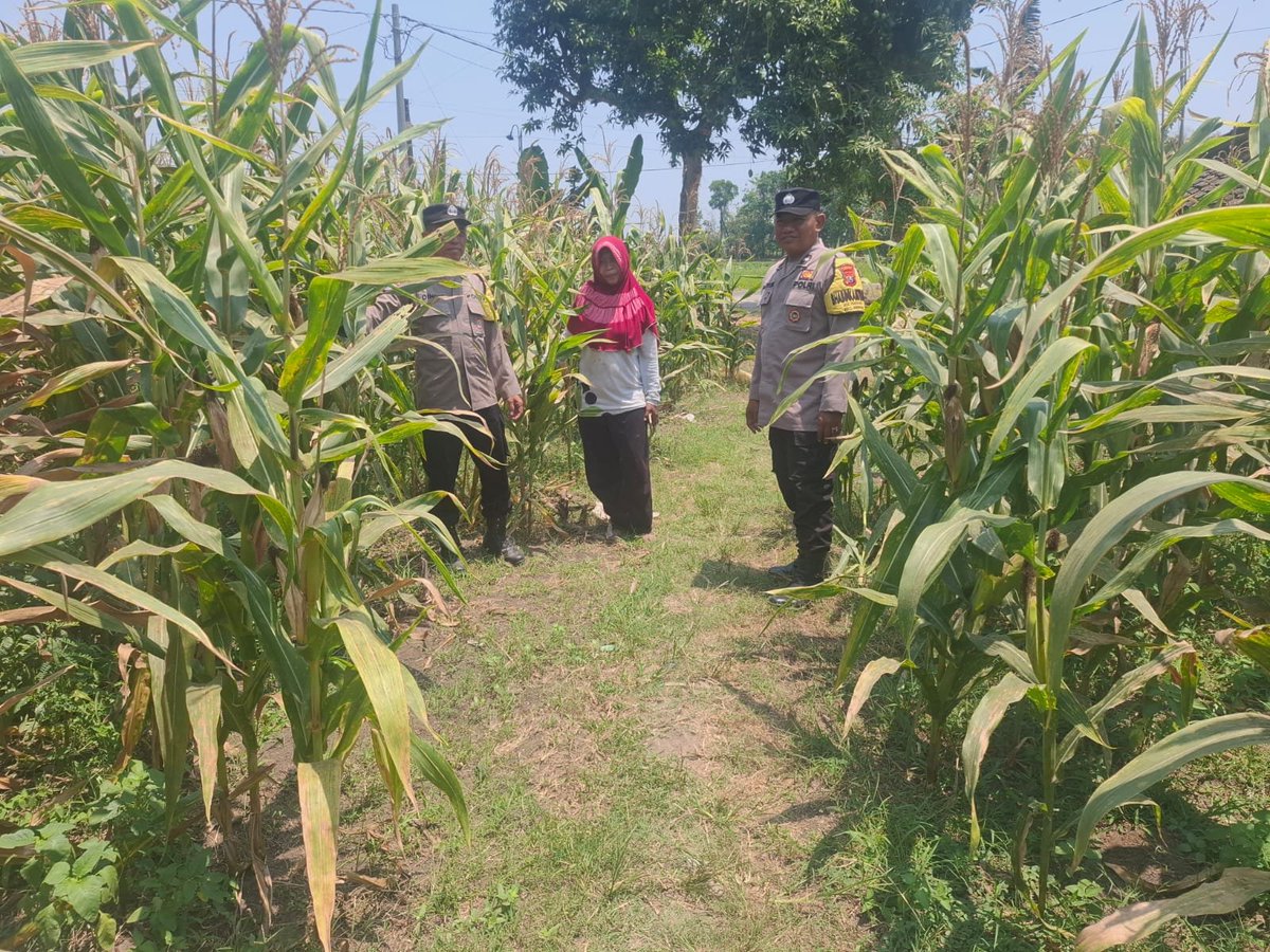 PJogorogo's tweet photo. Bhabinkamtibmas Suruh Cek Pertanian Jagung, Dukung Ketahanan Pangan https://t.co/G3NkykzKug