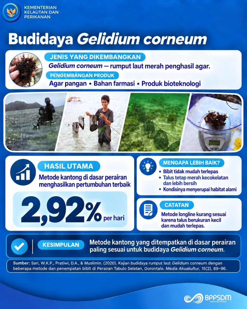 lpkp_boalemo's tweet photo. Hai, #SobatBahari! 👋

Rumput laut Gelidium corneum memiliki talus berukuran kecil sehingga mudah terlepas apabila langsung diikat pada tali budidaya. Lalu, metode apa yang lebih sesuai?

#WhatsONLoka #BudidayaRumputLaut #Akuakultur #InovasiPerikanan #EkonomiBiru https://t.co/pBriQ219iB