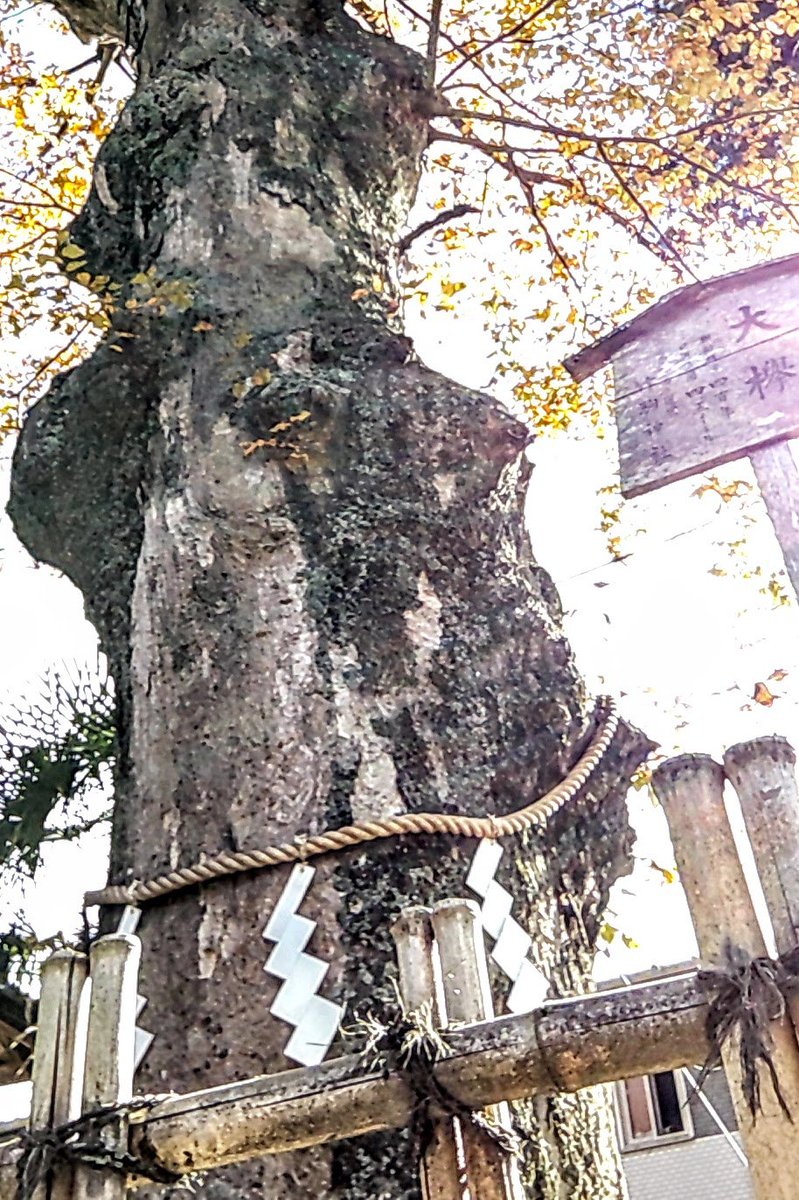 goshinbokupwr's tweet photo. 🎀総集編シリーズ🎀
今日の振り返りは、#宮城県 #岩沼市  の  #竹駒神社⛩️の御神木🌳で、日本三稲荷パワーを🦊あらっ、御神木さんは、シルバーウィークは「瞑想中」かしら💤　#パワースポット　#開運　#スピリチュアル　#神社巡り #御神木 #spirituality #spiritualawakening #powerspot #sacredtree https://t.co/ErnQZUCjuR