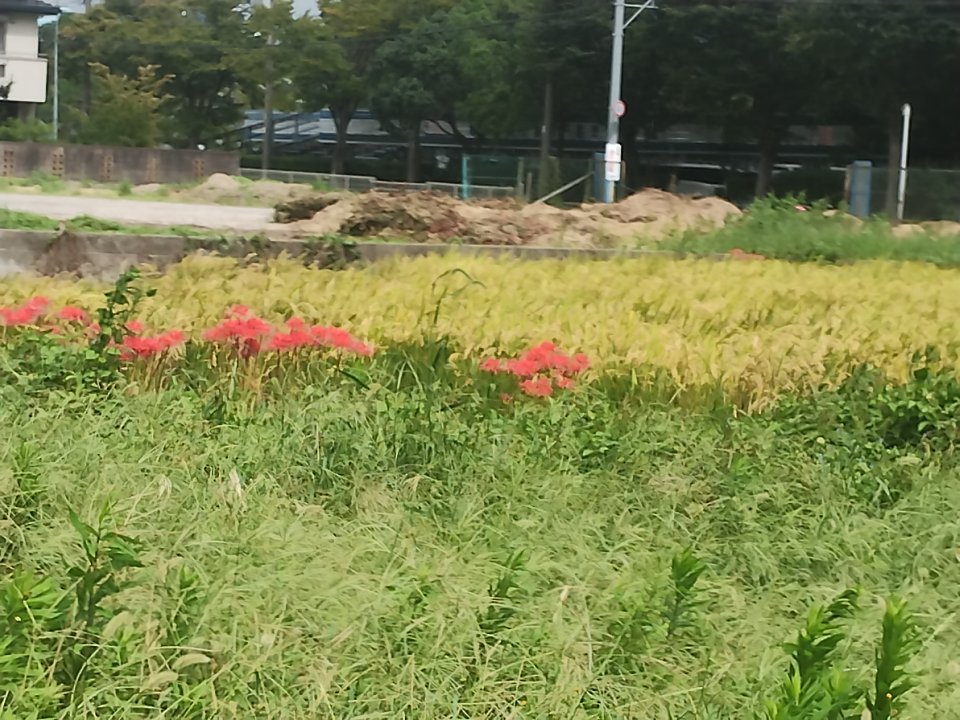 negimaro's tweet photo. 亀岡運動公園のコスモスは早いですが、彼岸花は見頃です。 https://t.co/P8W7yq7UF4