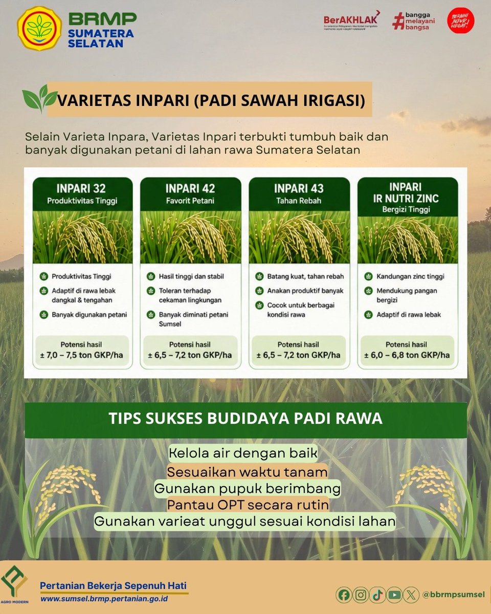brmpsumsel's tweet photo. Lahan rawa memiliki karakteristik yang berbeda dengan lahan sawah pada umumnya. Kondisi genangan, tanah masam, serta potensi keracunan Fe dan Al membutuhkan varietas padi yang adaptif dan memiliki daya hasil tinggi.
Berikut adalah beberapa vub padi yang adaftif di lahan rawa. https://t.co/xPsrDOLIqo