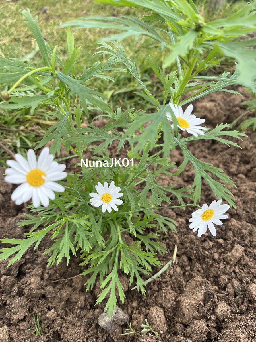 NunaJK01's tweet photo. เดซี่ขาว น้องน่ารักจัง
อยากมีสวนดอกไม้ น่ารักๆ สวยๆ เยอะๆ https://t.co/MaZXIQhgwE