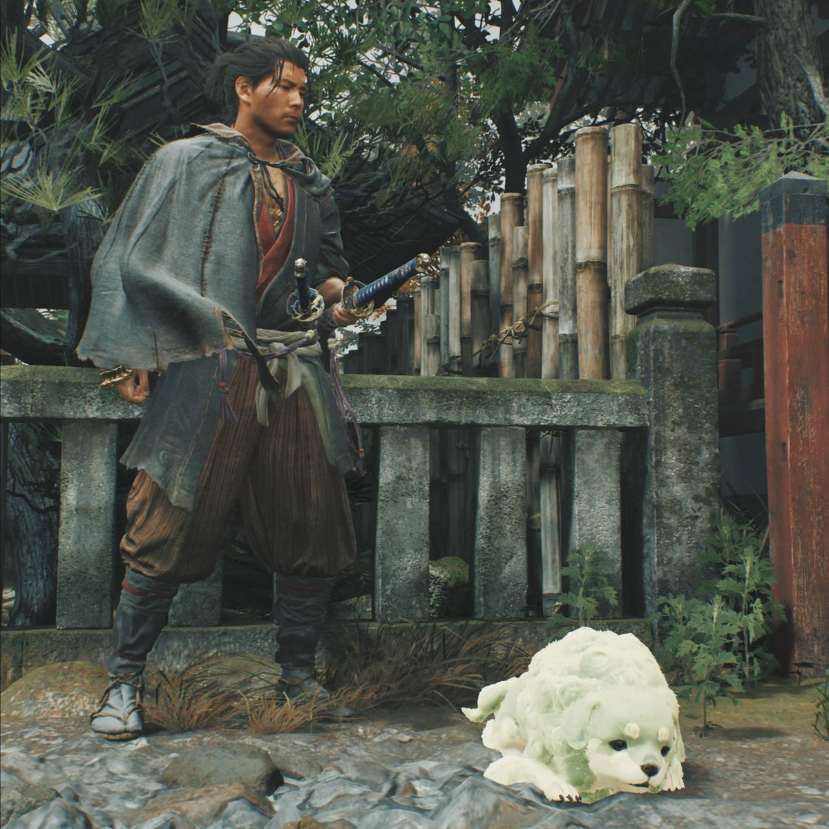 No_image_zzz's tweet photo. 撫でたいけど人がいるので撫でるの我慢してる武蔵 https://t.co/Y5Ovqeqluw