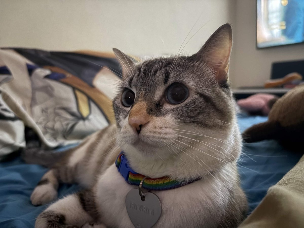 Bimbim_cat's tweet photo. https://t.co/wiXfzwyCgI