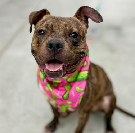 magalys_rios's tweet photo. #Foster #ADOPT #Pledge 
 💔HAS BEEN THERE TOO LONG 5️⃣1️⃣ days
      Will become 🎯KILL
 #MochaRasberry #261405
         5 yr old 38.5 lbs STRAY girl 
NYC Manhattan
   
#ADULTonly 🏡
Bio⬇️

https://t.co/hSpmyTI5So

DM @notthesameone2🛟 https://t.co/ukDjgWKUH4