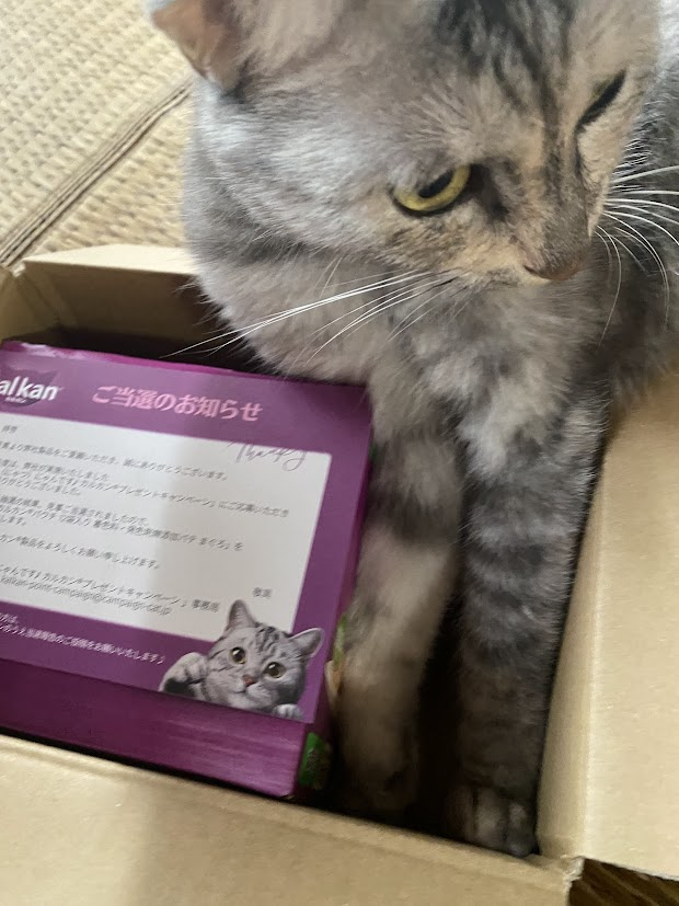 miuc831's tweet photo. 宅配便の送り元が「様」だけで、何が届くの？とドキドキ。開けてみたらカルカンの当選品でした♪ 12個入りに喜んだのは私より、箱に入ったピーチかも。お尻がはみ出していても本人はご満悦（笑）

https://t.co/nOJNaQzc0l https://t.co/Ni945ZLTUc