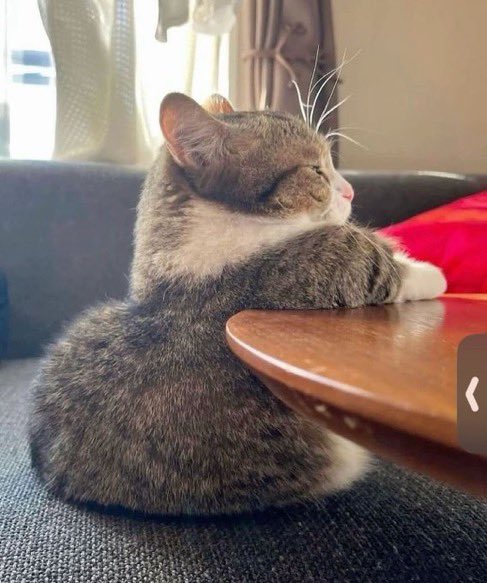 sookrangie's tweet photo. just a sitting cat https://t.co/SDjI6w2jt5