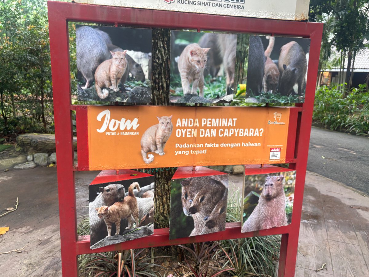 Recpt_Neighbor's tweet photo. マレーシアの国立動物園、カピバラエリアに住み着いた野良猫がフューチャーされており、展示名がカピバラとOyen（猫の名前）になっているの自由すぎていい https://t.co/mgFIHLPIB4