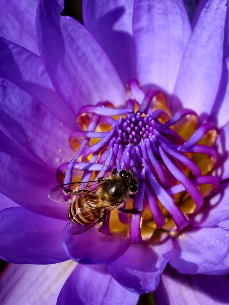 RootedInZoho's tweet photo. A little world within a lily — petals, pollen and a busy visitor. 💜🐝

📷 Through the lens of Prasanna Venkatesh J from Zoho.

#shotatzoho https://t.co/2I74pacJki