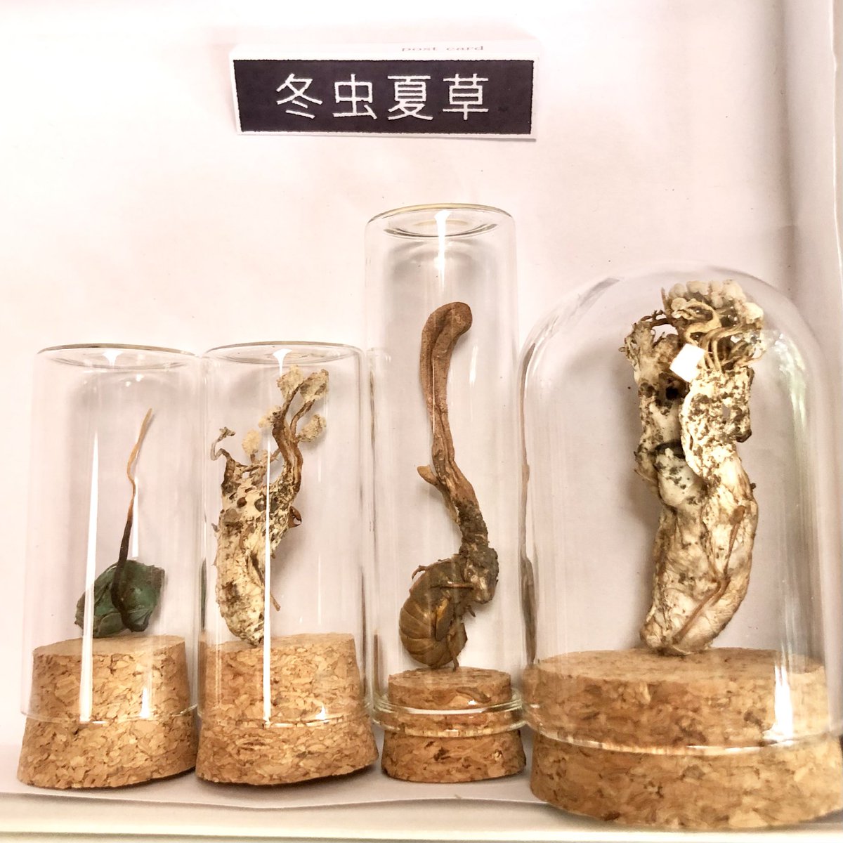 MidoAiai's tweet photo. 今季採集できた冬虫夏草を23日のインセクトフェアに少し持っていきます。左から「カメムシタケ」「ツクツクボウシタケ」「セミタケ」「宿主がツクツクボウシではないツクツクボウシタケ？」。

#インセクトフェア #冬虫夏草 https://t.co/Jpa1nSKBz2