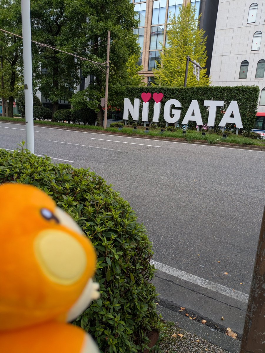 ten10_io's tweet photo. パモの日らしいのでうちのパモさん載せちゃお🧡来たばかりで全然写真ないからたくさん思い出作りたいな💭 https://t.co/DVdDeYgpgk