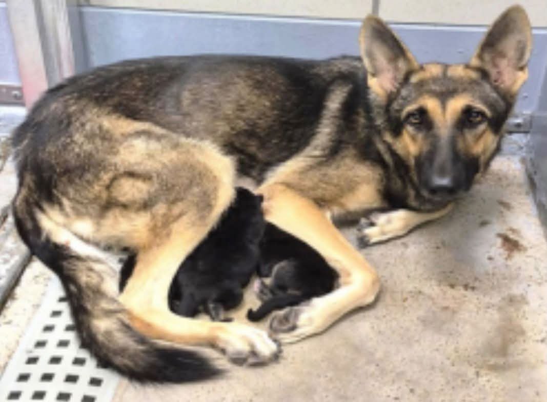TrinityMcGibbon's tweet photo. 🆘️ On Euthanasia list at BARC, Houston for Monday, 9/21/26. Deadline at 5pm CDT 🆘️
ID #A2096199 (Mom Maya)

🆘️ RESCUE ONLY 🆘️

📌 PLEDGE INFORMATION 📌
🆘️ Please do not honor pledges until a freedom picture is added to ensure pledges are going to the rescue that tagged. We will be putting the dog name and rescue name on the freedom picture. 🆘️

MOM MAYA & HER 3 NEWBORN BABIES NEED HELP! 

🐾 Meet 12 month old Mom Maya 

ID #A2096199 
1-year-old female German Shepherd mix, brown/black — 65 lbs
Intake date: 9/14/26 
Status: Rescue only 

🐾🍼 Meet her puppies 

Melissa #A2096358 — Female German Shepherd mix, black

Morrigan #A2096359 — Female German Shepherd mix, black

Morgana #A2096360 — Female German Shepherd mix, black
Puppies born 9/15/26

Maya gave birth to Melissa, Morrigan and Morgana after arriving at BARC. These tiny girls entered the world inside the shelter and are completely dependent on their mama for nursing, warmth and care.

⸻

🩺 MEDICAL NOTES: 

Maya arrived heavily pregnant at just 1 year old and 65 lbs. She gave birth to three baby girls shortly after arriving at BARC and was removed from the surgery schedule.

Maya tested HIGH POSITIVE for heartworms. She received rabies, DA2PP-V and Bordetella vaccines, deworming/Pyrantel and Advantage Multi.

Her newborn puppies—Melissa, Morrigan and Morgana—are listed as underage/underweight and Rescue Only. No individual puppy weights or additional medical treatment were documented in the records provided.

⸻

💔 BEHAVIOR NOTES: 

Maya has been extremely fearful and stressed at the shelter. Notes describe a tense body, tightly tucked tail and thrashing on leash. On intake, she would not walk and had to be carried to her kennel.

Maya is a frightened new mother protecting three completely dependent newborn babies in an overwhelming shelter environment.

⸻

📍 BARC Animal Shelter
3200 Carr St, Houston, TX 77026
📞 (713) 229-7300

💌 ALL HOLDS MUST BE IN WRITING — PLEASE DO NOT CALL TO PLACE A HOLD.

If local and interested in helping Maya and her babies, email ALL THREE and include their seven-digit IDs:

barcfoster@houstontx.gov
barcadoptions@houstontx.gov
BARC.Aid@houstontx.gov

🏡 BARC Foster Application:
https://t.co/qDknVBQlfS

⸻

🙏 PLEASE SAVE MAYA, MELISSA, MORRIGAN & MORGANA. 

Maya is barely more than a puppy herself, yet she is trying to protect and care for three newborn babies while frightened and overwhelmed in the shelter. Her babies need their mama, and Maya needs someone willing to give this entire little family a chance. 

Please rescue, foster through an approved rescue, pledge and share them so these babies can grow up safely beside their mother.