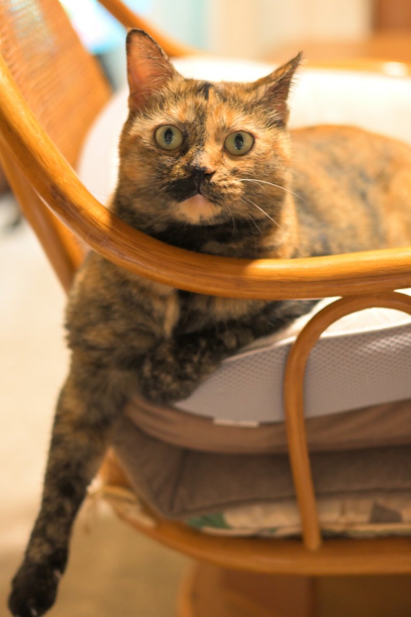 m_nekosub's tweet photo. 手ながっ
#サビ猫はいいぞ #猫のいる暮らし https://t.co/qQcUEn9WNc