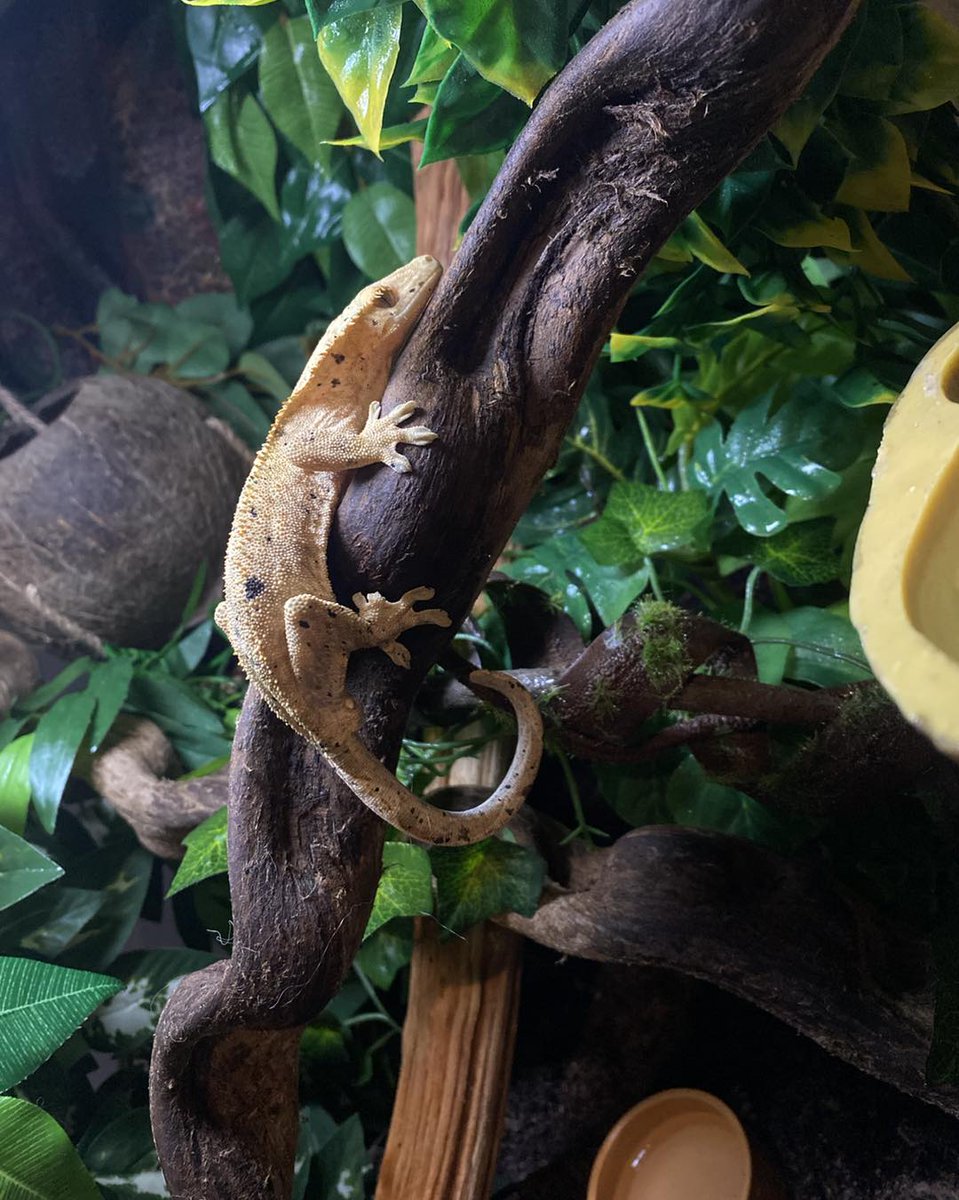 OlinPattie's tweet photo. Pickett enjoying some sunshine on his stick! https://t.co/bgrTFjlFDI
