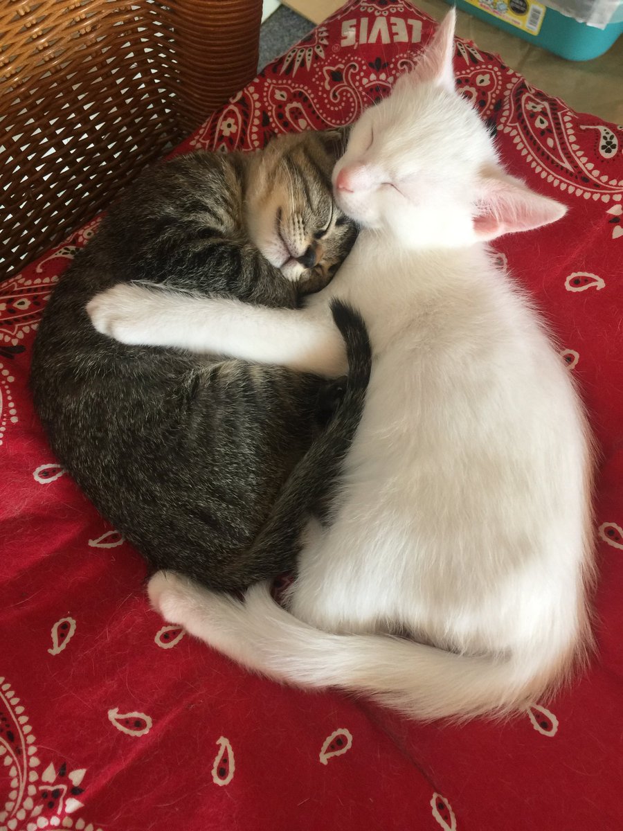 nekoiro_diary's tweet photo. こんにちは 🐾❤️ https://t.co/pCKoMLQIk9
