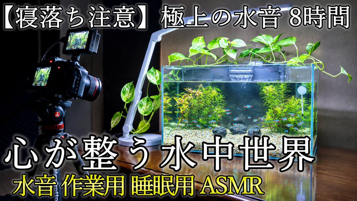 aoiro_sorairo51's tweet photo. 【8時間26分】ぐっすり眠れるクリアな水槽音｜釣りに行けない日の癒やしASMR・心が整う水中世界【睡眠・作業用BGM】

https://t.co/KrNXuVS9Yf

#睡眠用 #作業用BGM #ASMR https://t.co/wjjFsLyjV8