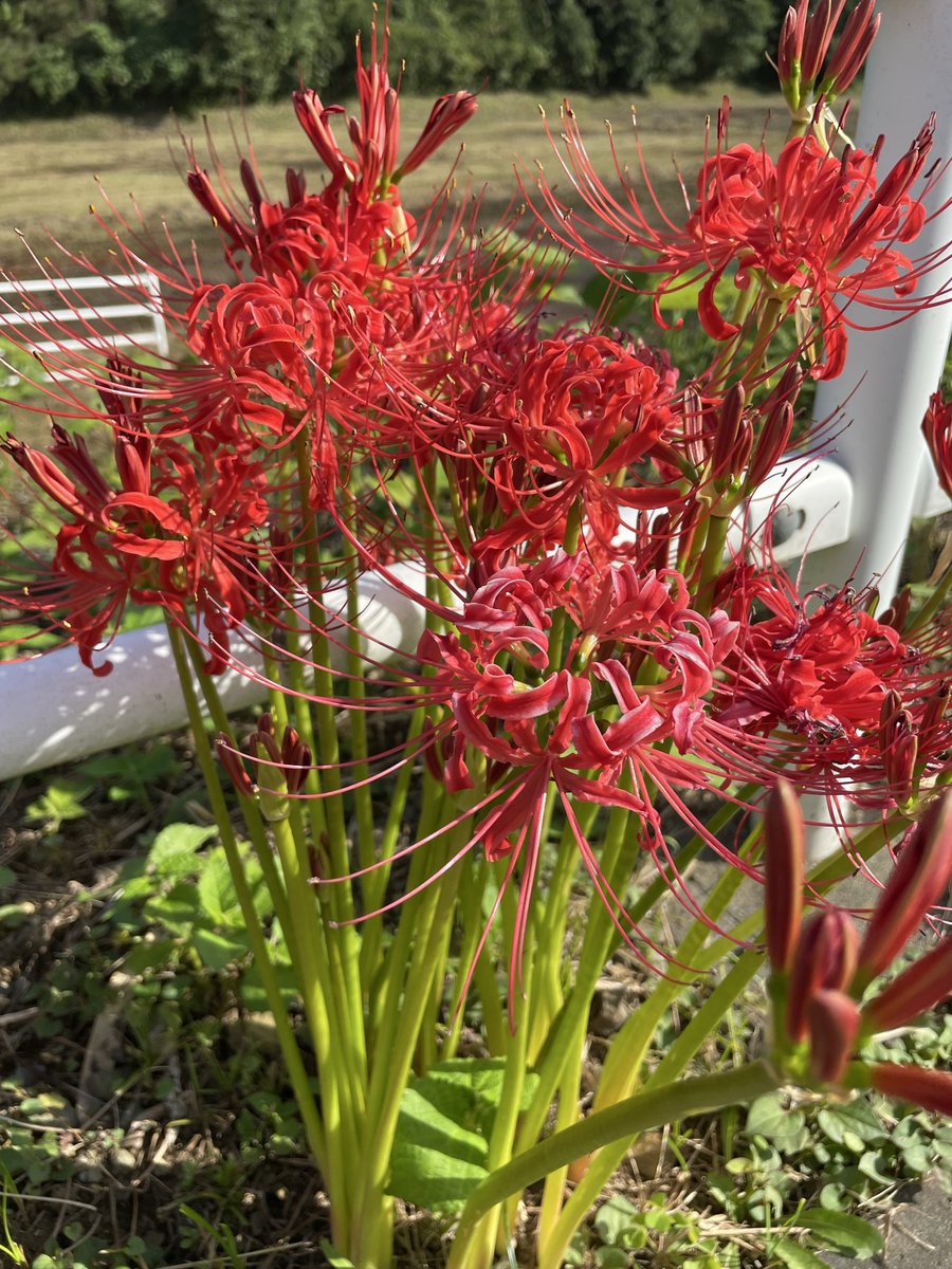 mitsuki_920_'s tweet photo. 私の誕生花って彼岸花で不吉だったり良くない印象がありますが、私は好きです。
ってな訳で近くに咲いてる彼岸花(去年撮ったやつ) https://t.co/y5uOAd5vt7