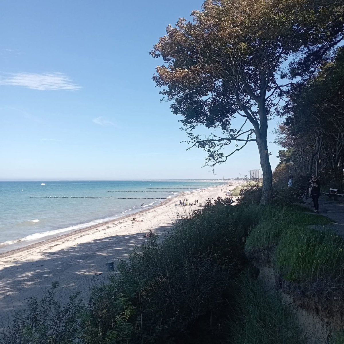 YettaDular's tweet photo. Coastal Forest, Warnemünde https://t.co/CGSgF3iHC7