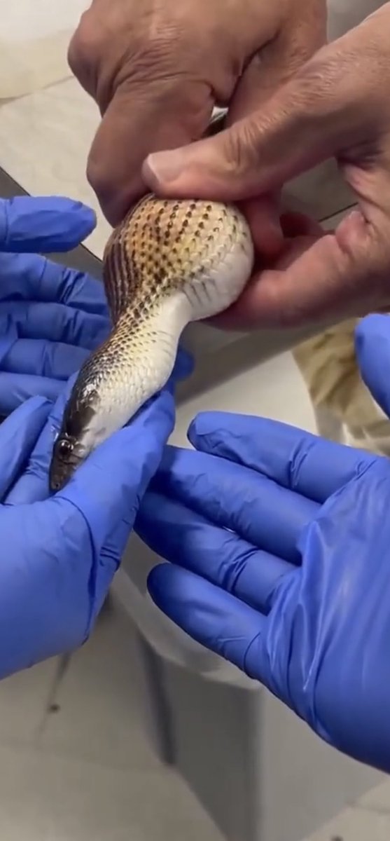 saleemspeaks2's tweet photo. This snake ate a golf ball by mistake. They are taking it out of its throat. This should not be possible.
 @grok would the snake have survived without this? https://t.co/c8V2117r2M