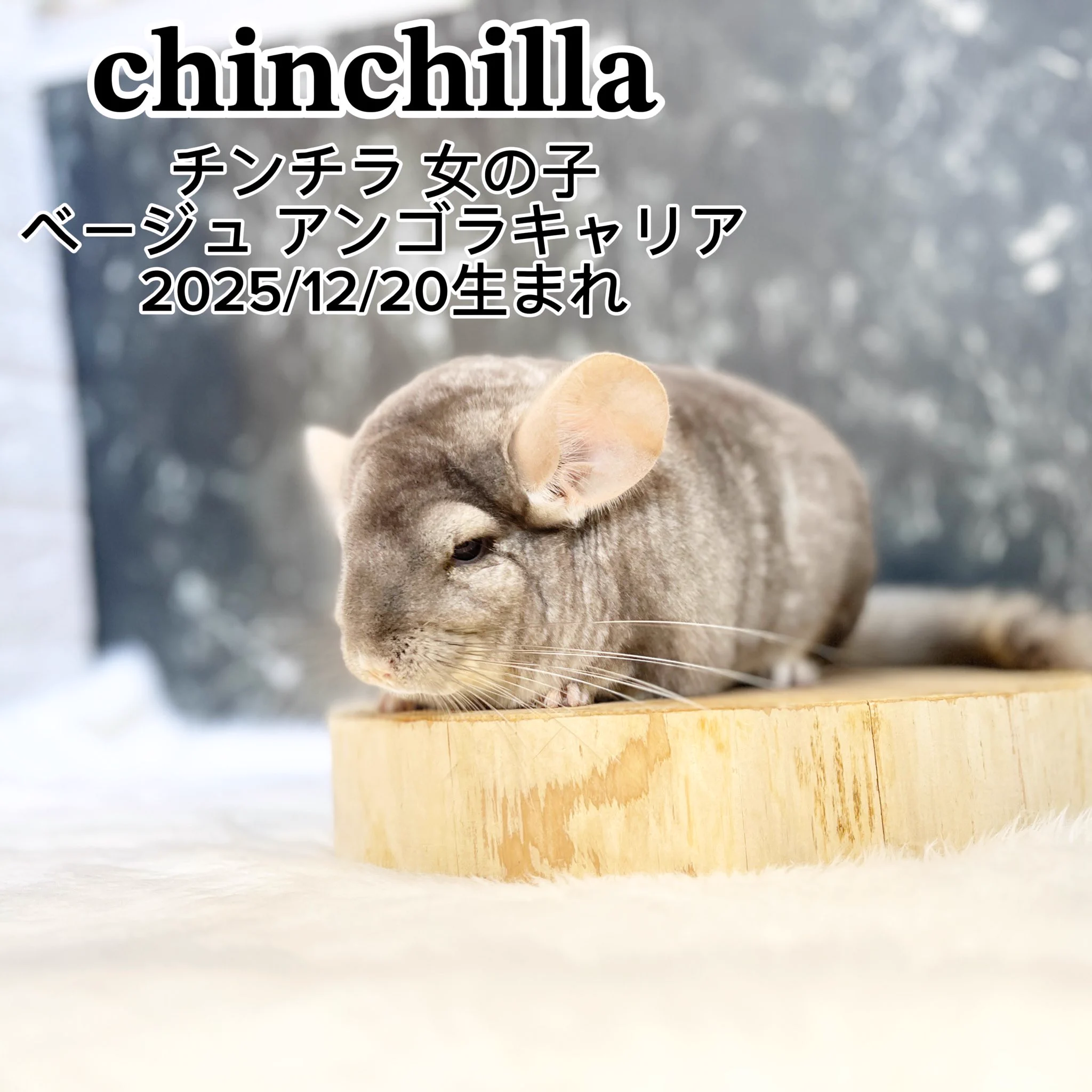 ぷちら 公式 on X: 