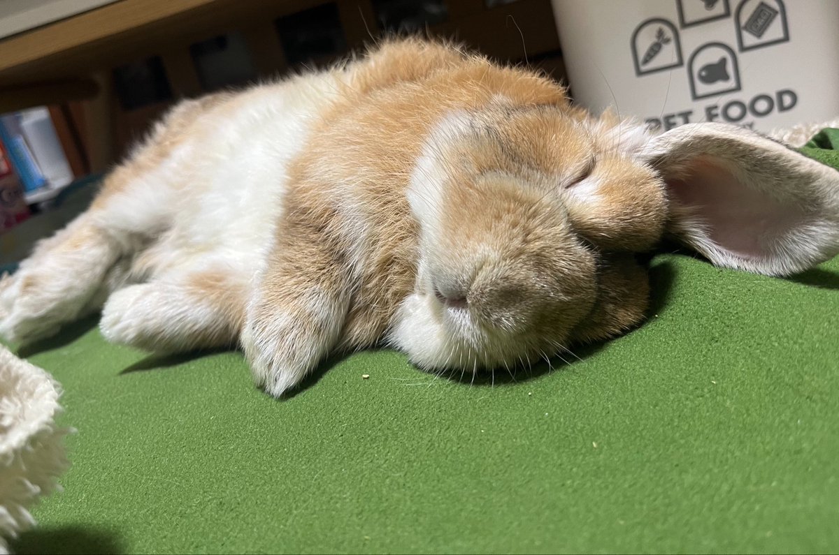 tantapoo_may23's tweet photo. 静かにしてると思ったら白目だして電池切れしてたこんこん👁️ https://t.co/SNmHttsxYP