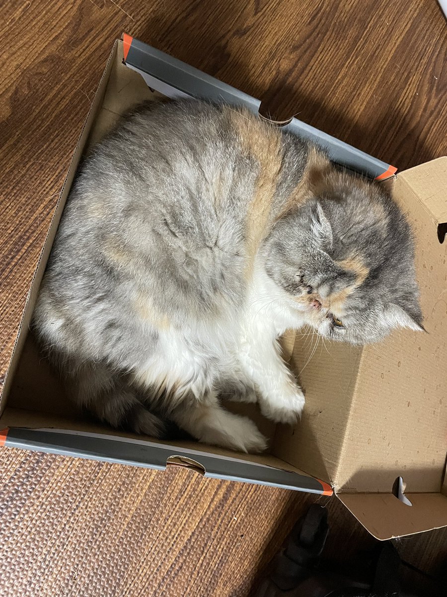chiko_with's tweet photo. アニコムって歯周病は保険対象だったっけ…？
対象外だった気がする… https://t.co/grykzeLQ6z